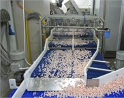 Shrimp Processing Plant